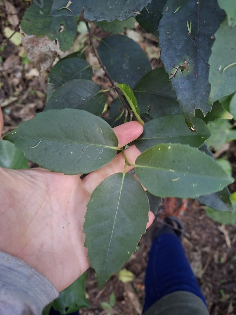 Hoheria equitum photo 3