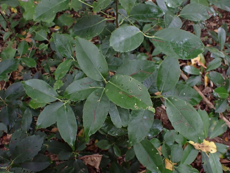 Hoheria equitum photo 4