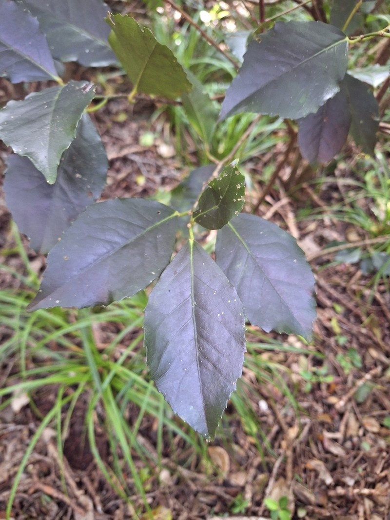 Hoheria equitum photo 5