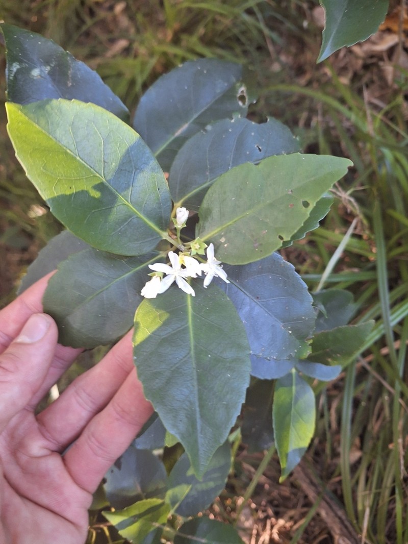 Hoheria equitum photo 6
