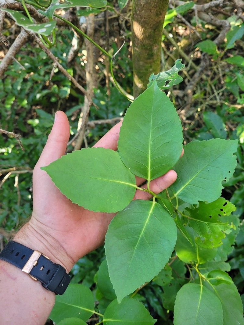 Hoheria equitum photo 7