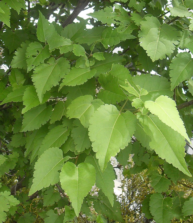 Hoheria glabrata
