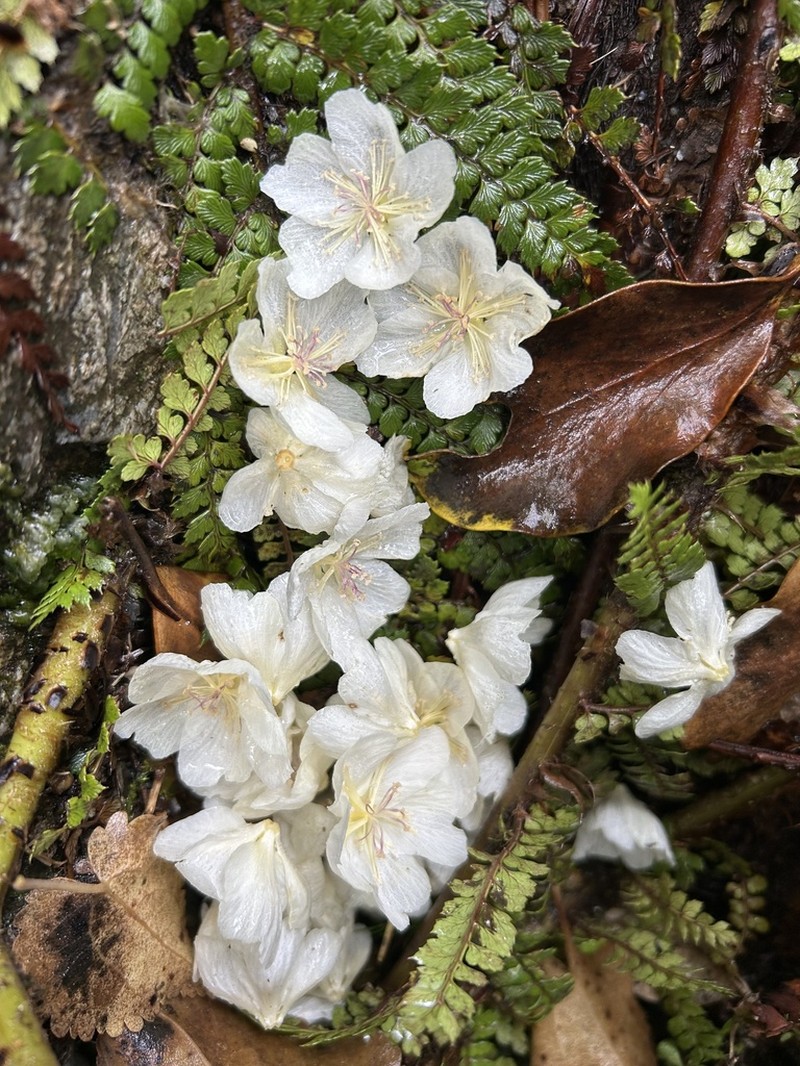 Hoheria glabrata photo 2