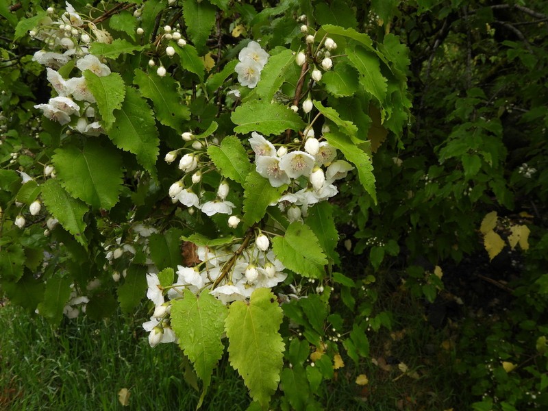 Hoheria glabrata photo 3