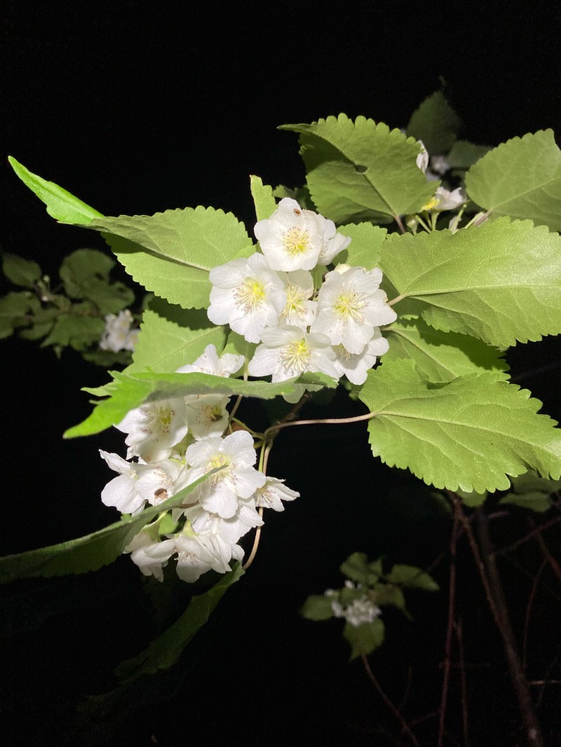 Hoheria glabrata photo 6
