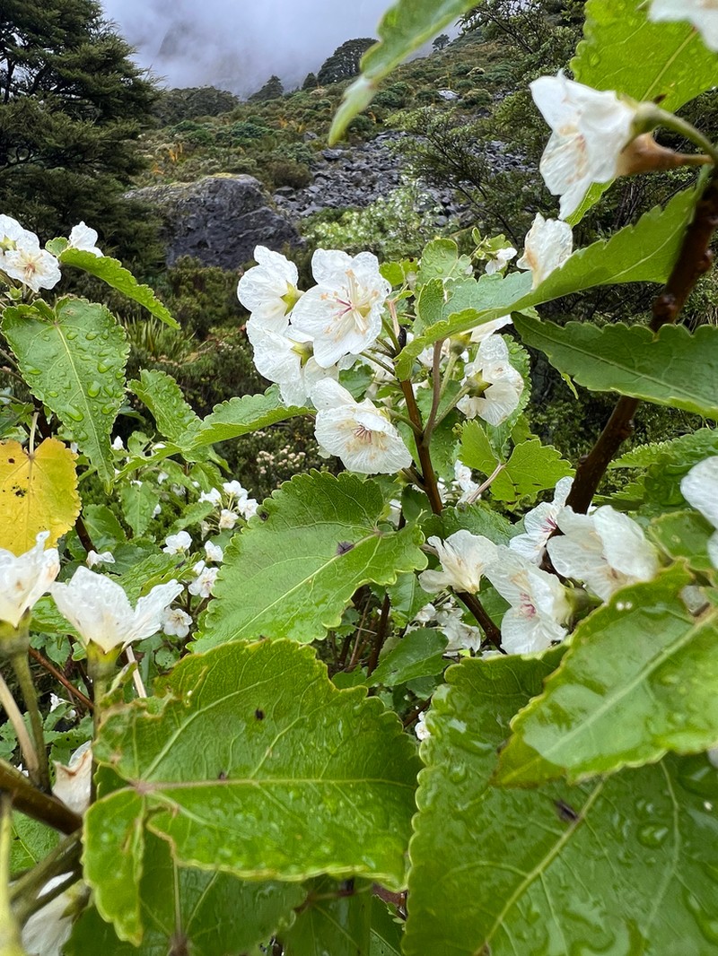 Hoheria glabrata photo 7
