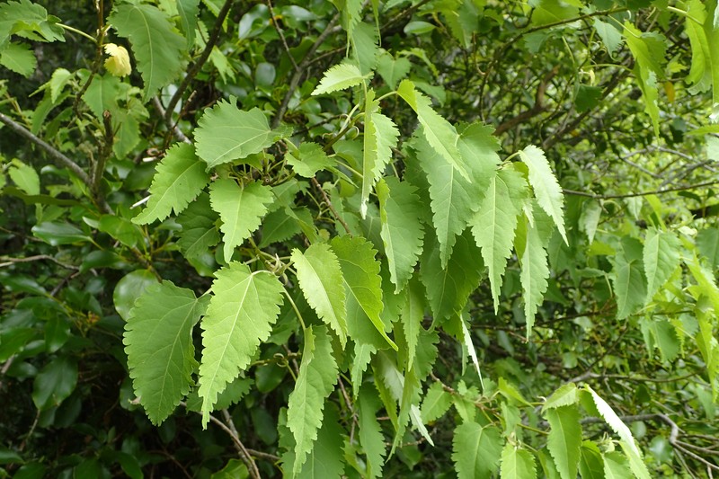 Hoheria lyallii