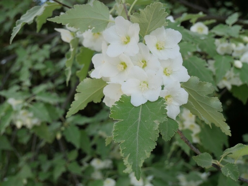 Hoheria lyallii photo 2