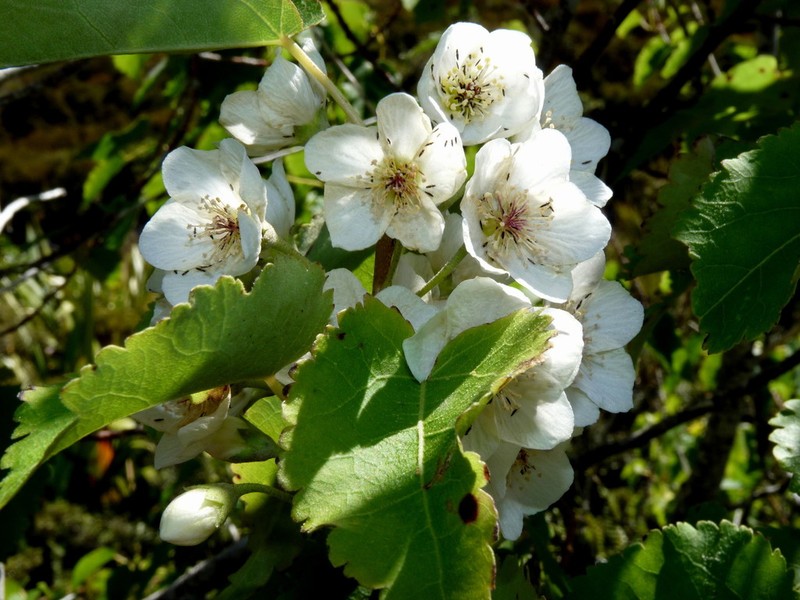 Hoheria lyallii photo 5