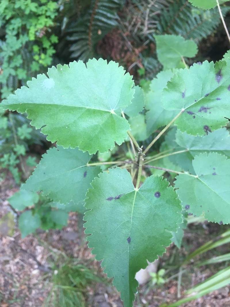 Hoheria lyallii photo 6