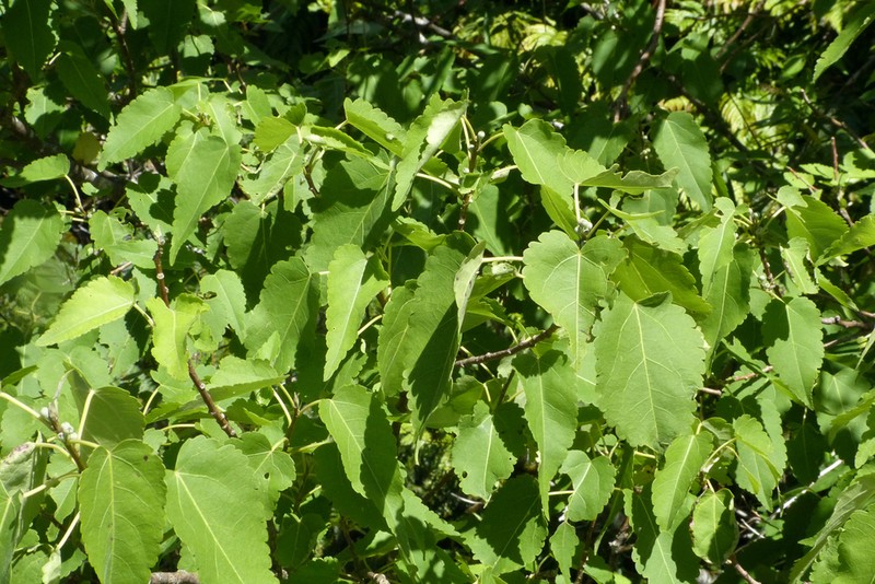 Hoheria lyallii photo 7