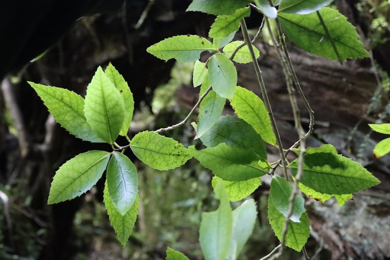 Hoheria ovata
