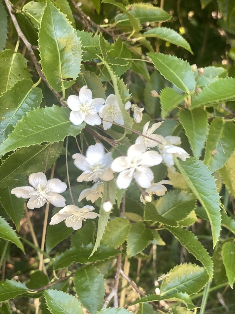 Hoheria ovata photo 2