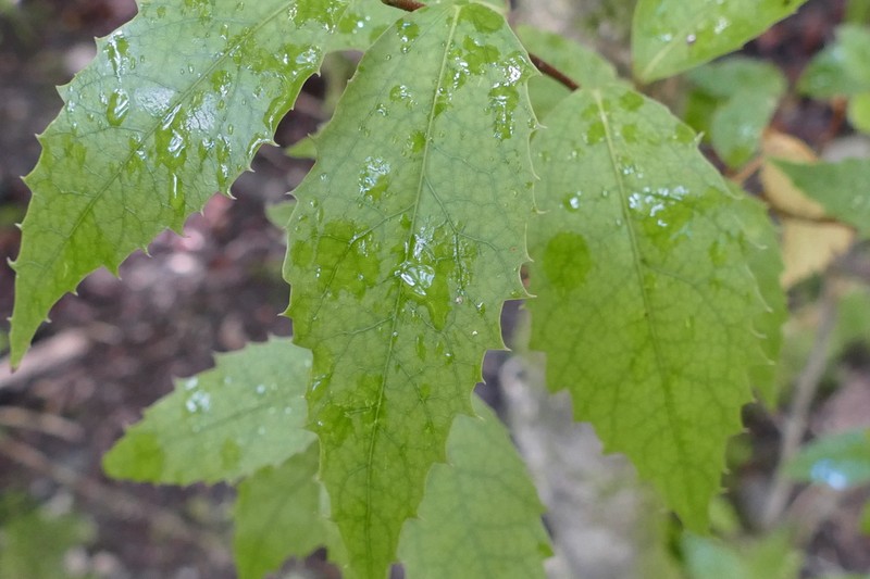 Hoheria ovata photo 3