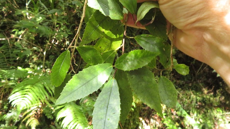 Hoheria ovata photo 4
