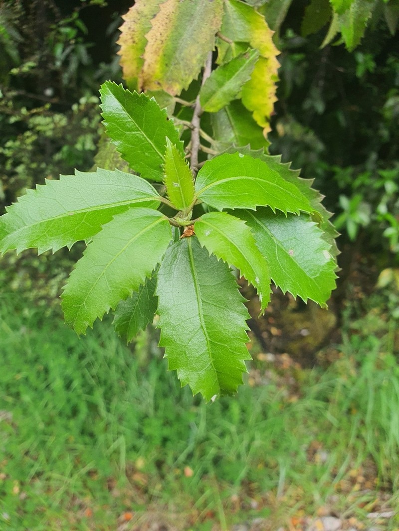 Hoheria ovata photo 5