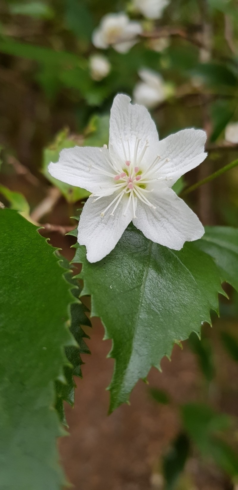 Hoheria ovata photo 6