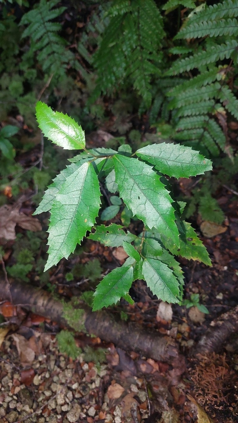 Hoheria ovata photo 8