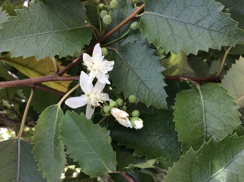 Lacebark photo 2