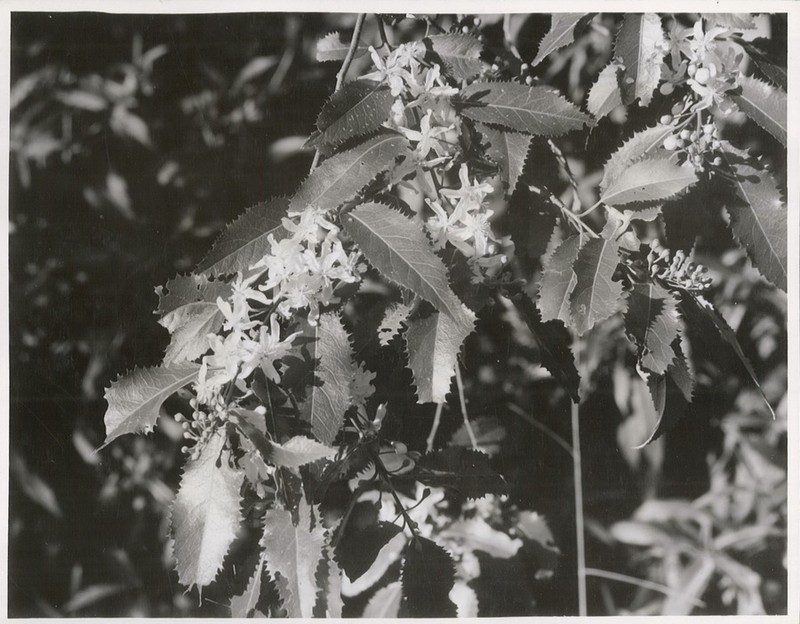 Lacebark photo 3