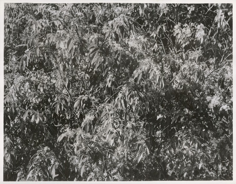 Lacebark photo 4