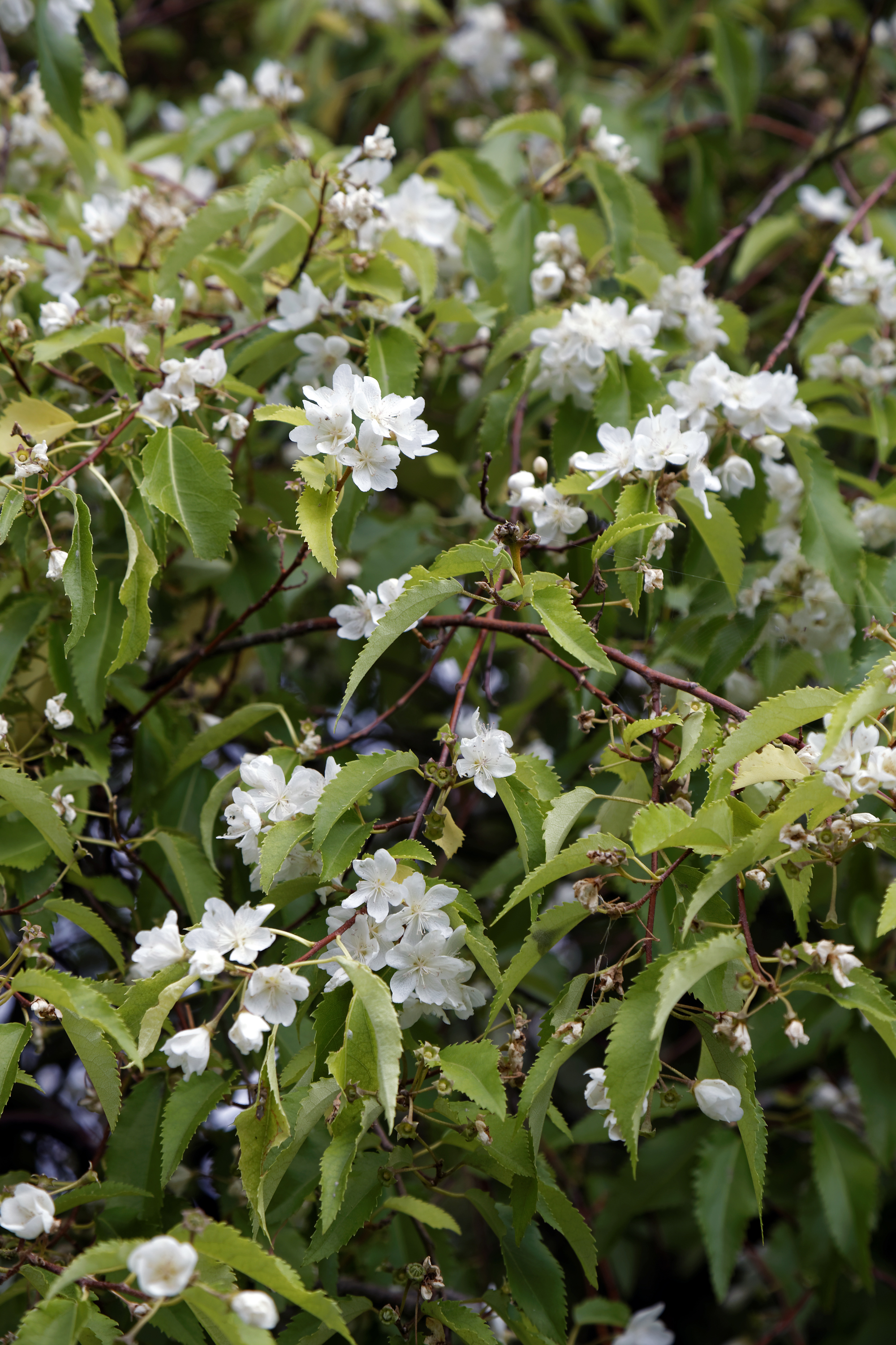 Lacebark photo 5