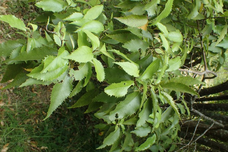 Lacebark photo 6
