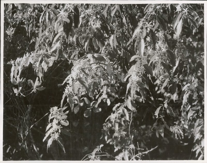 Lacebark photo 7