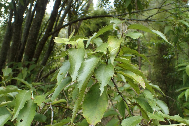 Lacebark photo 8