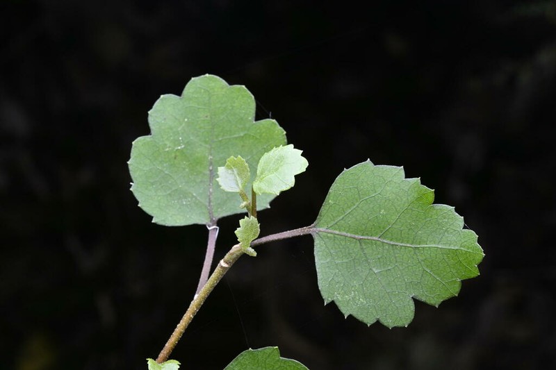 Hoheria sexstylosa photo 6