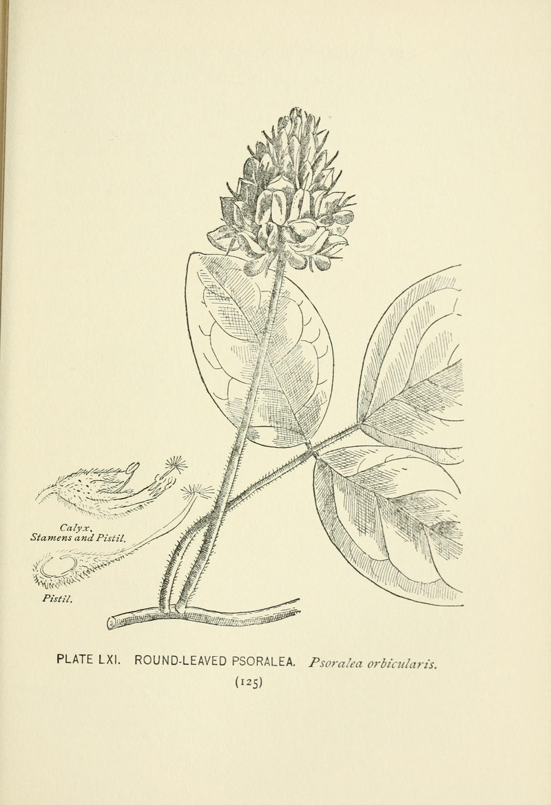 Roundleaf Leather-Root photo 4