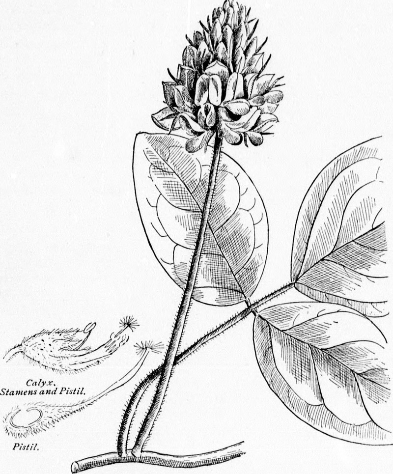 Roundleaf Leather-Root photo 5