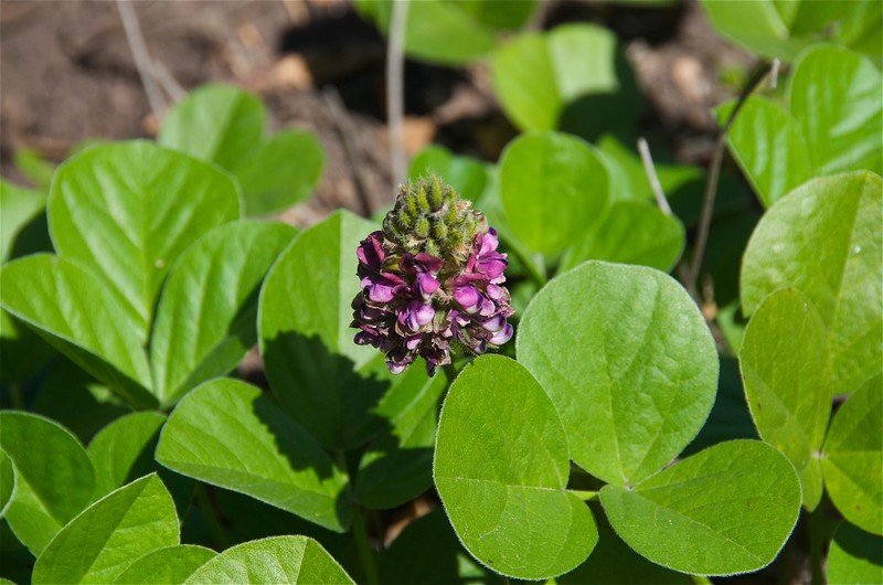 Roundleaf Leather-Root