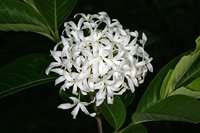 Holarrhena
