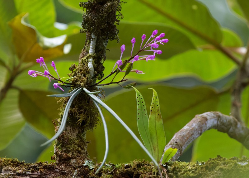 Holcoglossum clausum photo 2