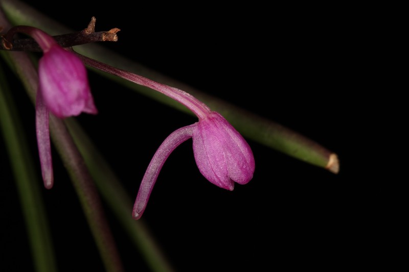 Holcoglossum clausum