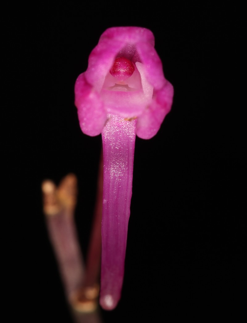 Holcoglossum clausum photo 3