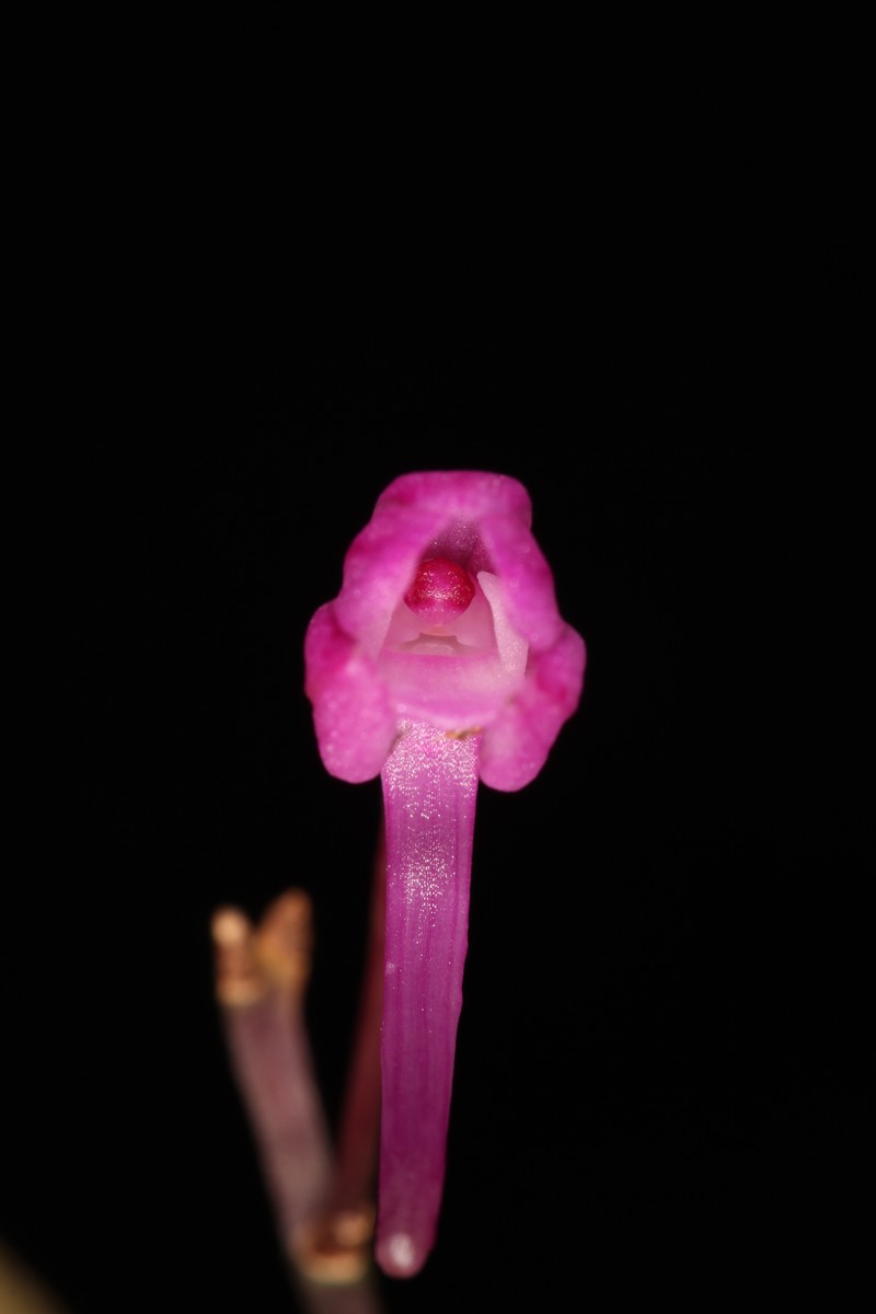 Holcoglossum clausum photo 4