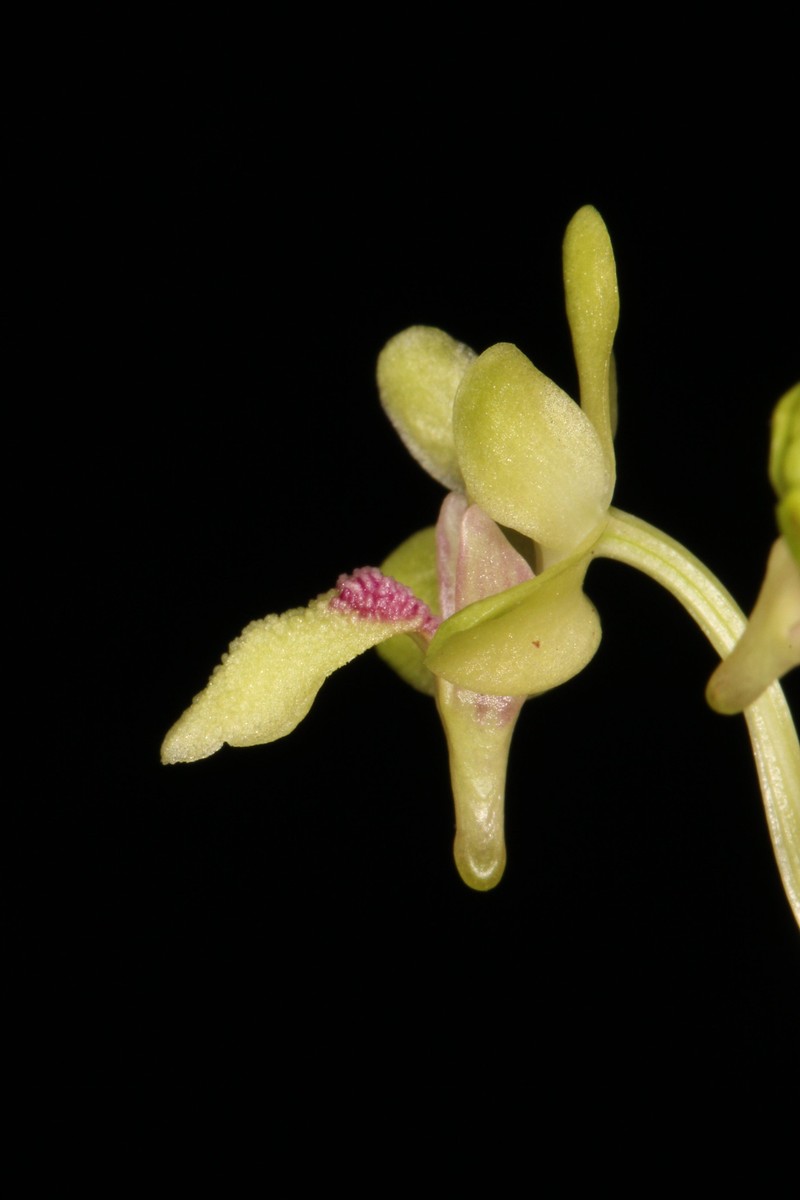 Holcoglossum phongii photo 2