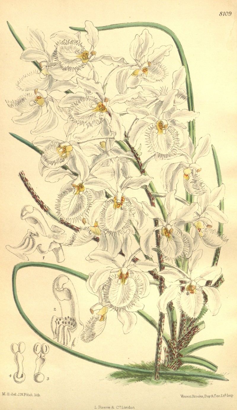 Holcoglossum watsonii