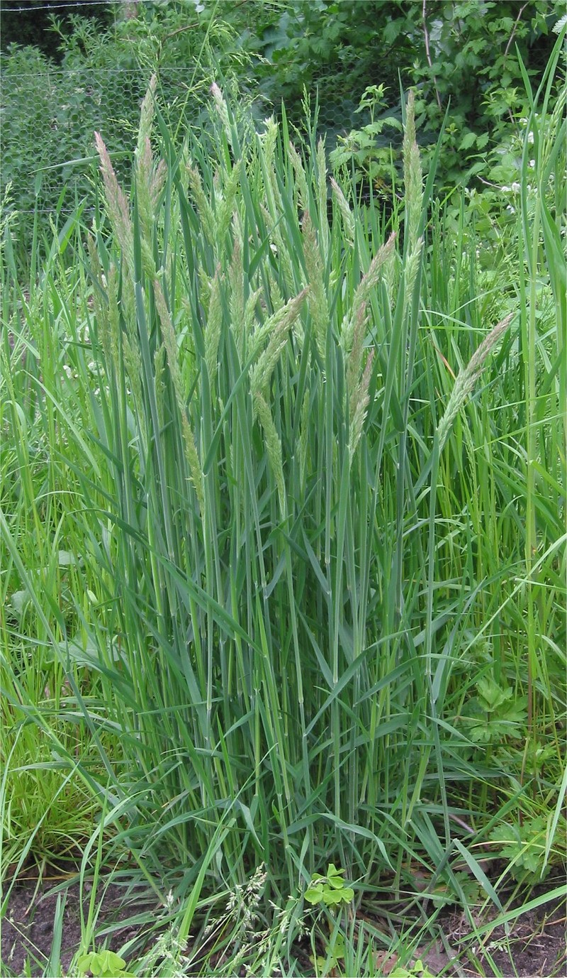 Common Velvetgrass