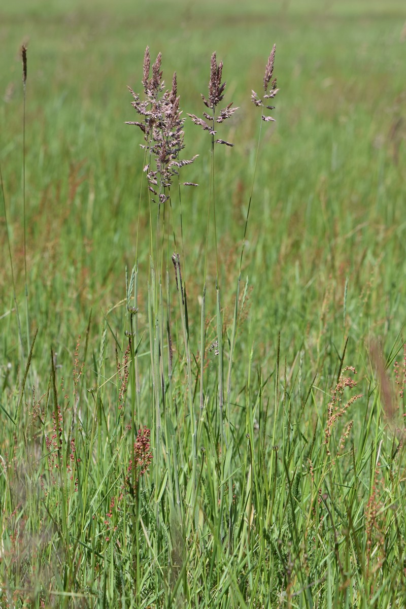 Common Velvetgrass photo 3