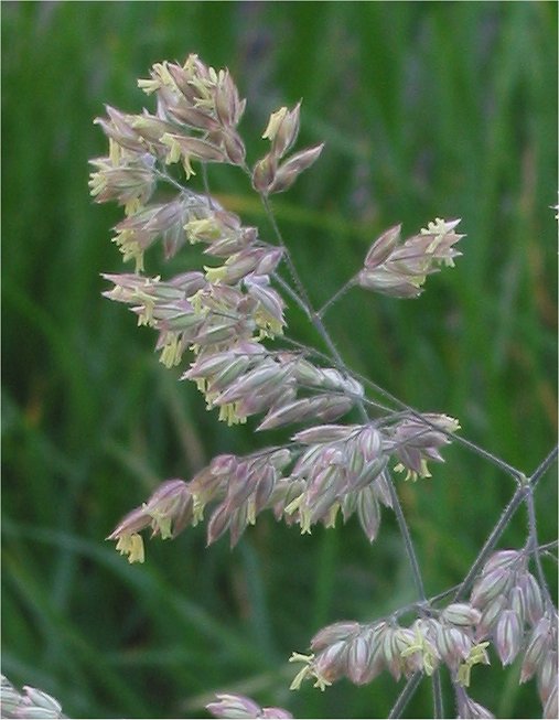 Common Velvetgrass photo 4