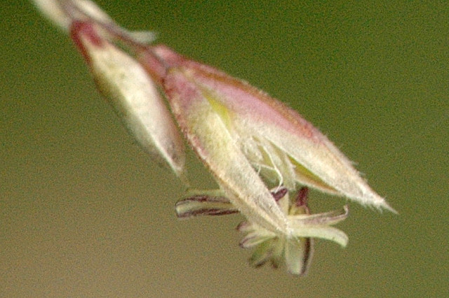 Common Velvetgrass photo 5