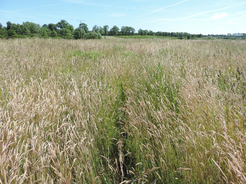 Common Velvetgrass photo 6