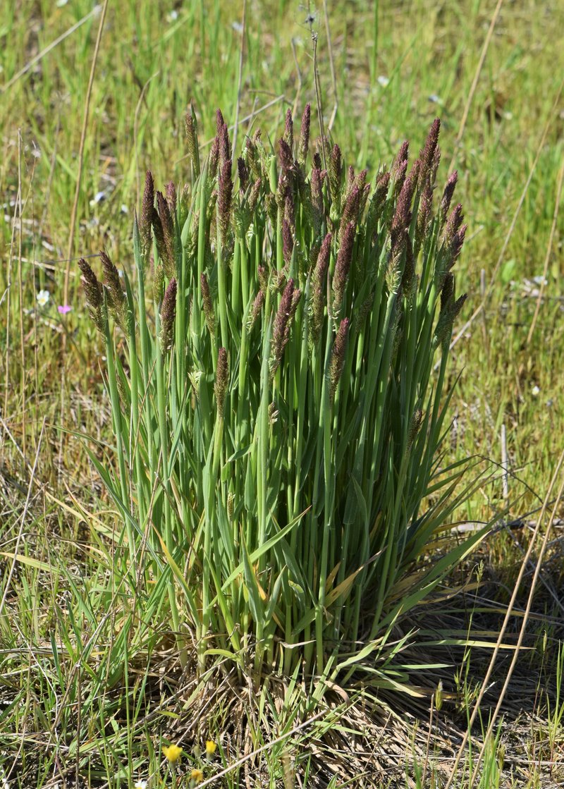 Common Velvetgrass photo 7