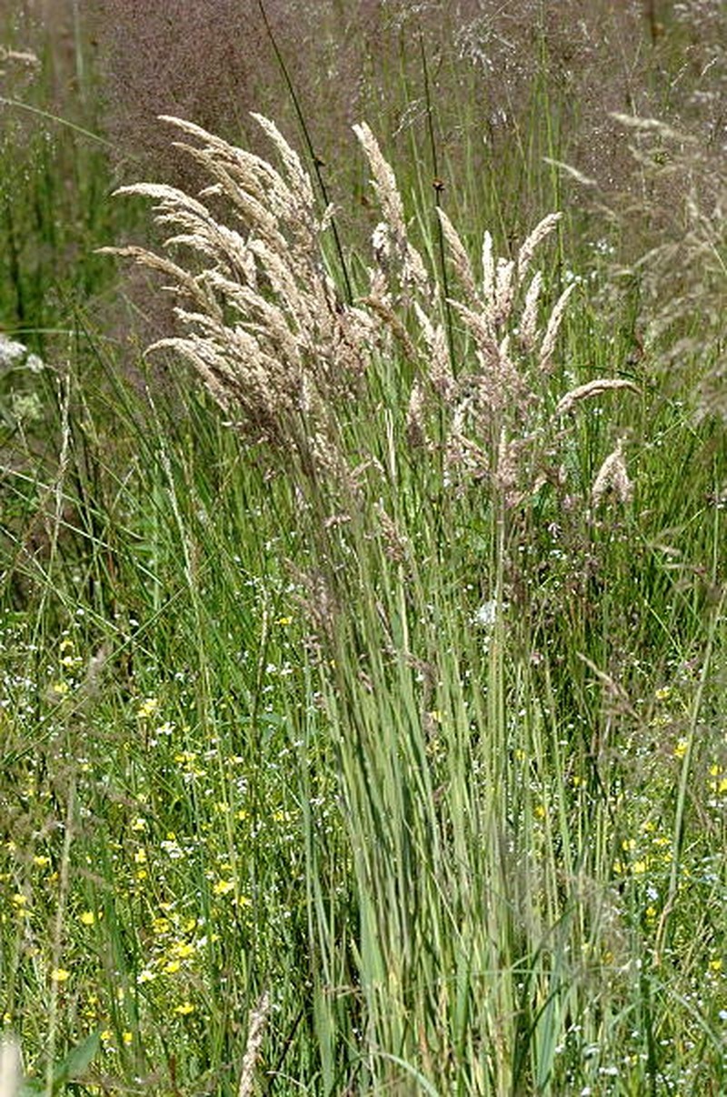 Creeping Velvetgrass