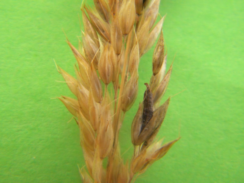 Creeping Velvetgrass photo 2