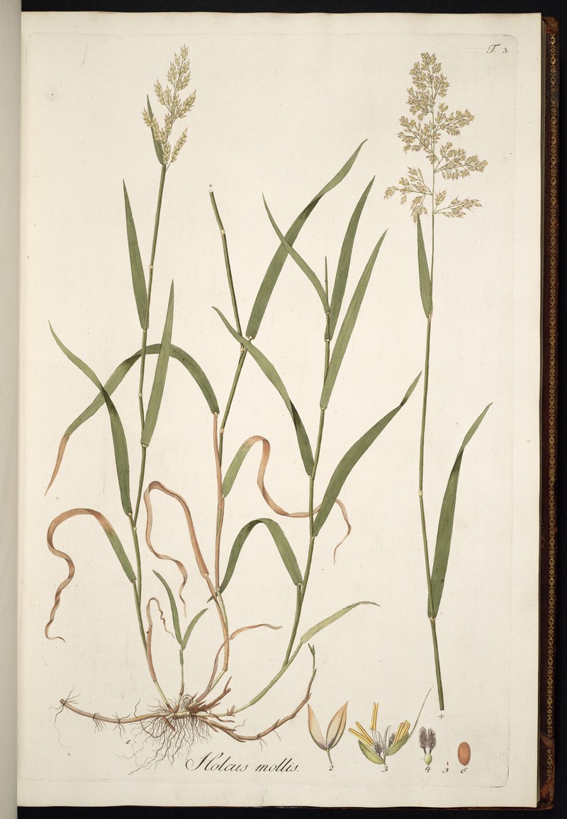 Creeping Velvetgrass photo 3