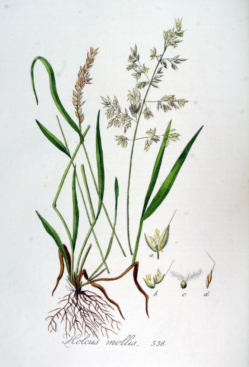 Creeping Velvetgrass photo 4